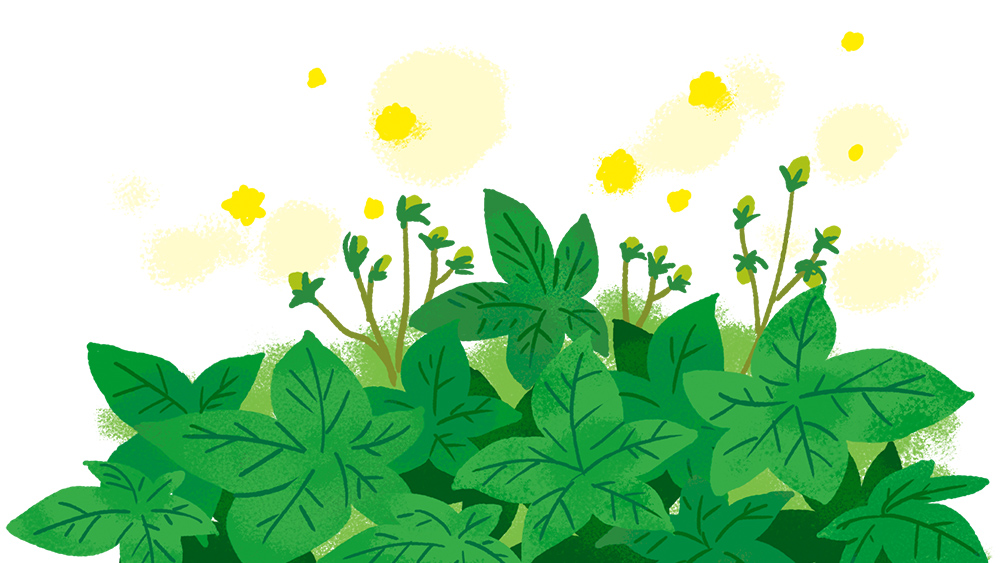 きついカナムグラ花粉症 症状 時期 対策を学ぶ