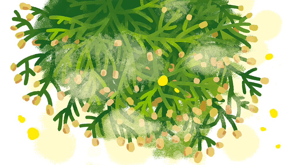 春のヒノキ花粉症 症状を知って早めに対策しよう