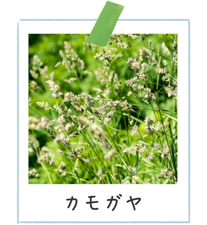 あまり聞かないイネ科花粉症 種類や特徴 症状などを知って対策につなげよう