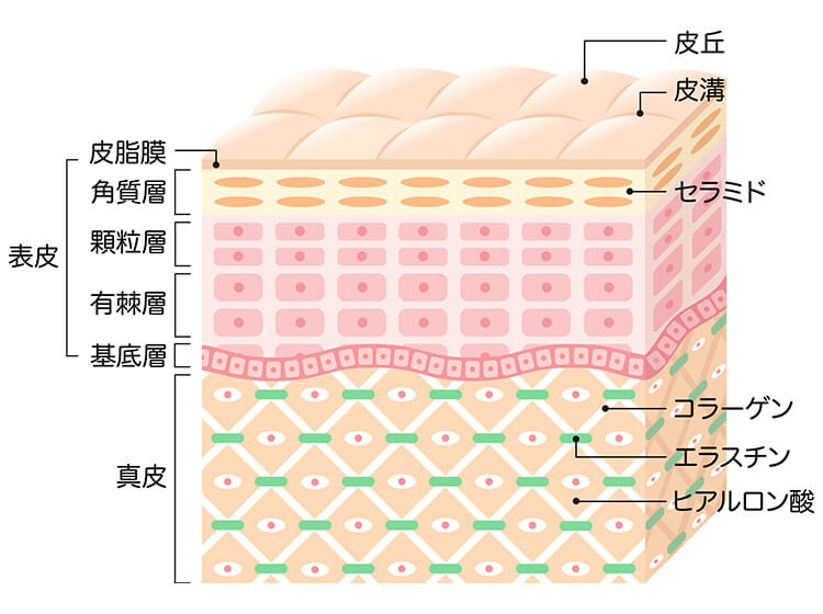 保湿成分にはどんなものがある 保湿ケア方法を皮膚科医が解説