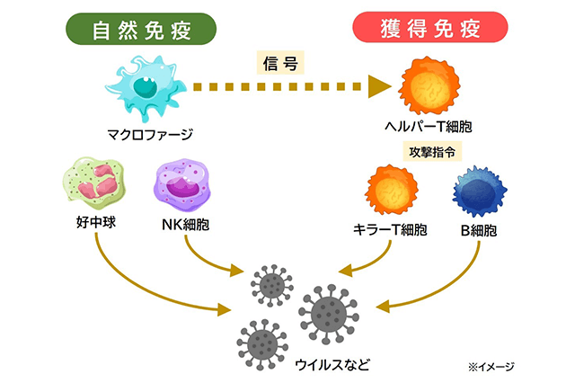 免疫の健康をサポートするとはどういう意味ですか?また、それがなぜ重要なのでしょうか?