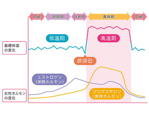 意外と知らない女性ホルモンと月経の関係 周期がわかると痛みの対策に役立つ