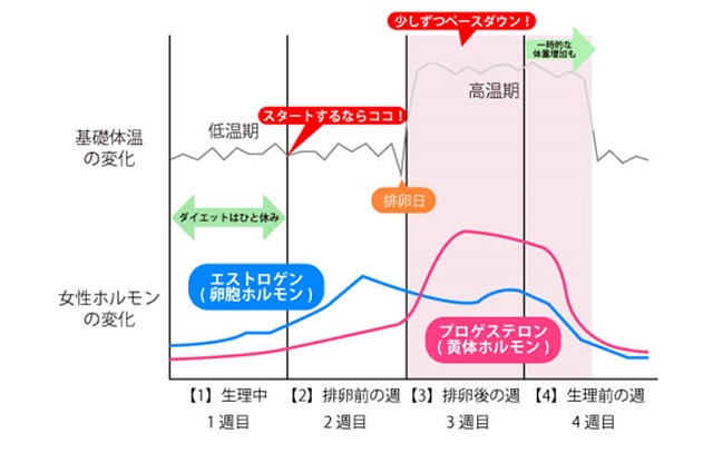 知っておきたいダイエットと女性ホルモンの関係