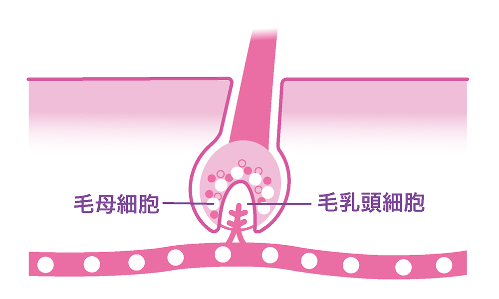 女性の薄毛の原因は