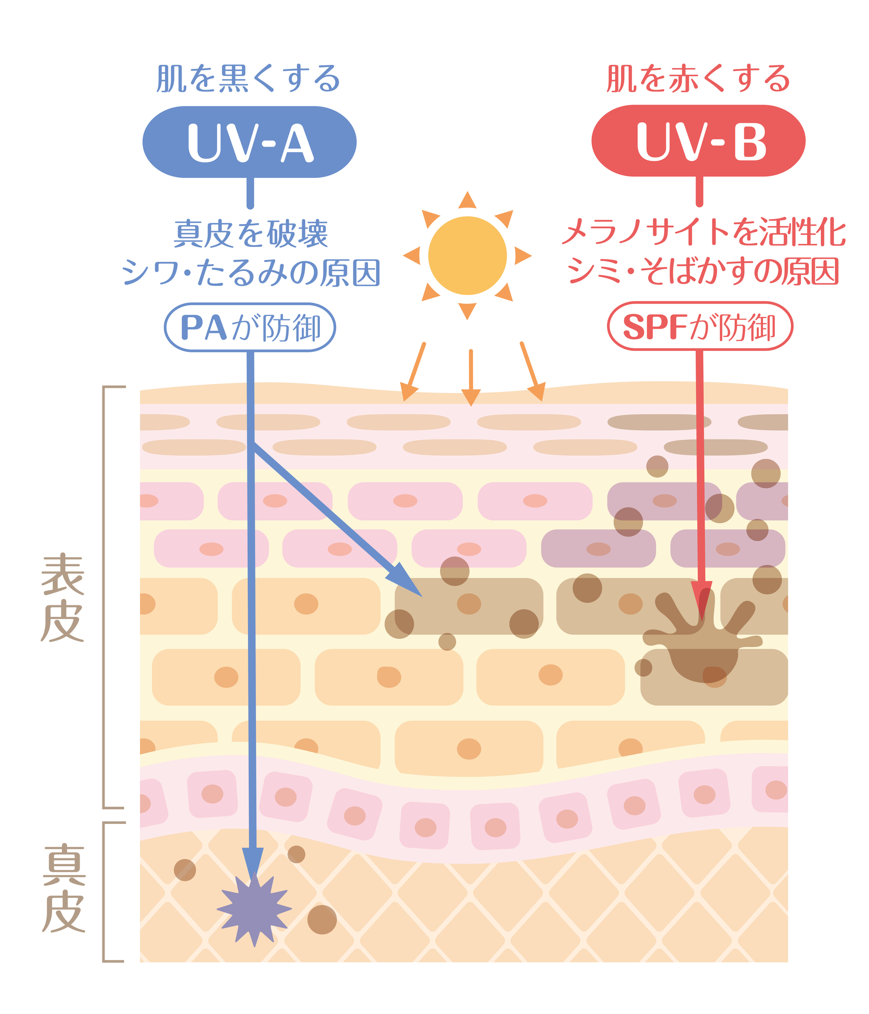 UV-Aは、真皮にまで到達してコラーゲンやエラスチンにダメージを与え、たるみの原因になることも。
