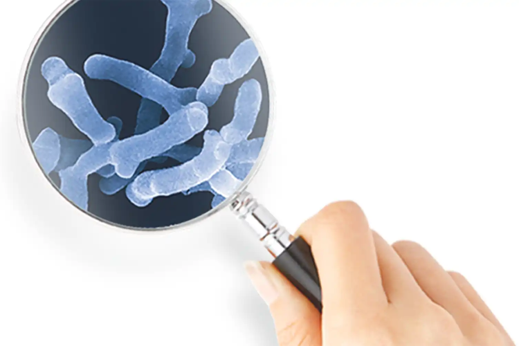 善玉菌と悪玉菌｜乳酸菌を知る｜乳酸菌とおなかのこと｜ビオフェルミン