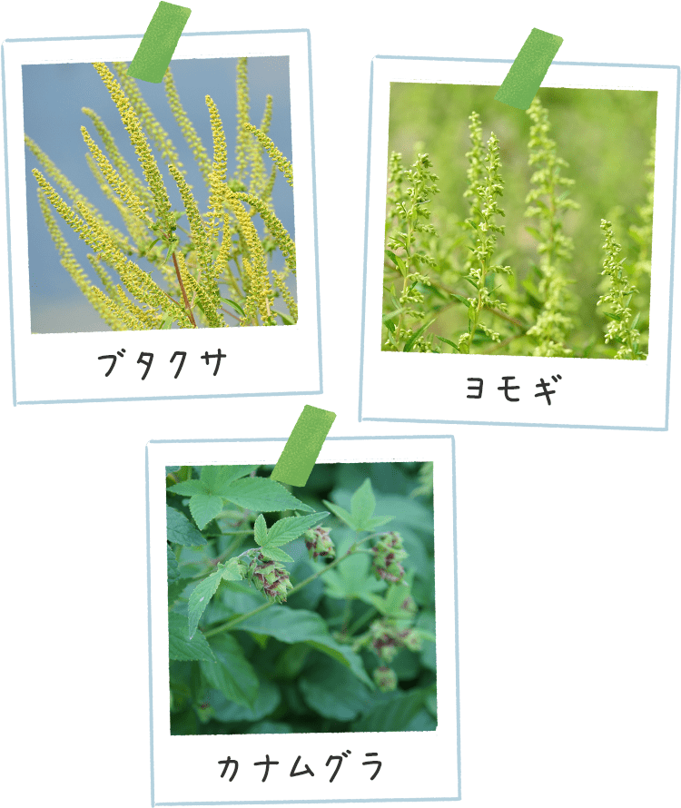 秋の花粉症 その時期と症状は