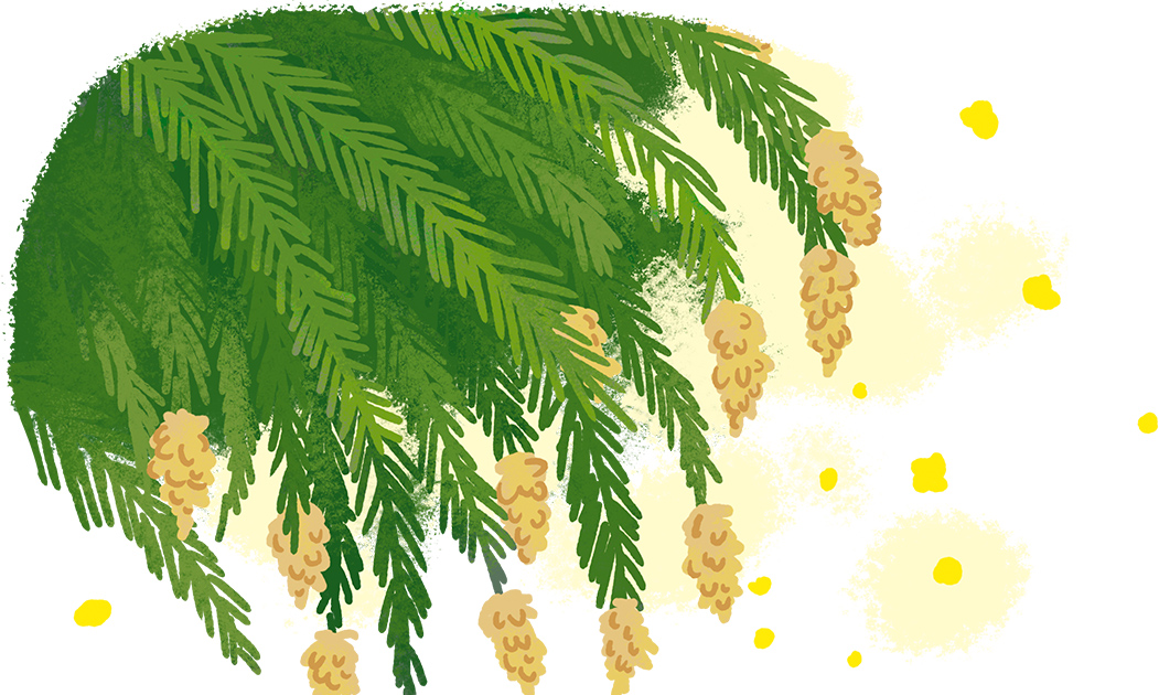 杉の花粉 ③ High-speed ]スギ花粉の飛散 Cedar Pollen Dispersal ( Shot on