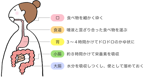 アクリルアミドは体の中でどのような働きをするのでしょうか？